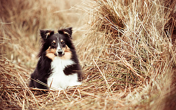 *, dog, animal, dogs, animals HD wallpaper