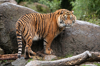 Animals, Grass, Stones, Leaves, Stroll, Tiger HD wallpaper