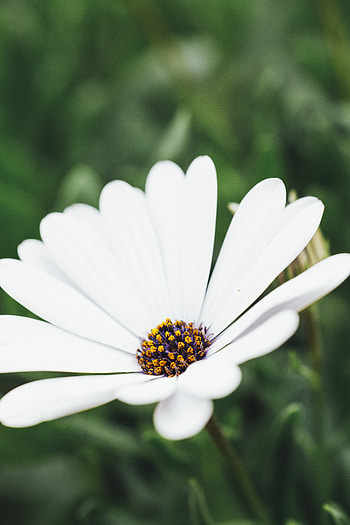 Flower, Macro, Close-Up, Bloom, Flowering HD phone wallpaper