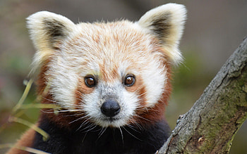 Animals, Sight, Opinion, Nose, Red Panda HD wallpaper