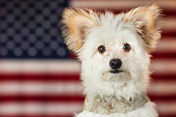 Animals, Dog, Puppy, Maltese, Maltese Bolognese HD wallpaper
