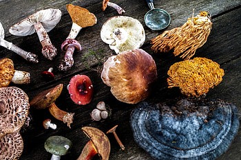 Medicinal mushrooms, Health benefits, Natural remedies, Holistic wellness HD wallpaper