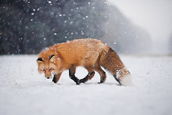 Wild Fox In Snow, fox, snow, animals, wild, predator HD wallpaper