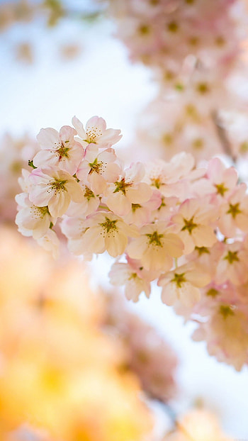 flower blossom cherry tree nature 7 HD phone wallpaper