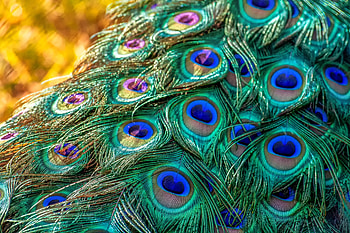 Plumage, feathers, bird, peacock HD wallpaper