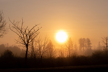 Nature, Trees, Sunset, Sky, Sun, Branches HD wallpaper