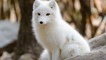 Arctic Fox, nature, fox, animals HD wallpaper