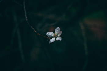 Drops, Flower, Macro, Dark, Dew HD wallpaper