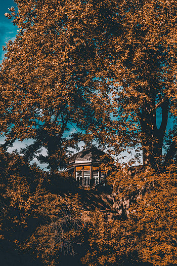 Nature, Bush, Building, Forest, Construction, Manor, Homestead HD phone wallpaper