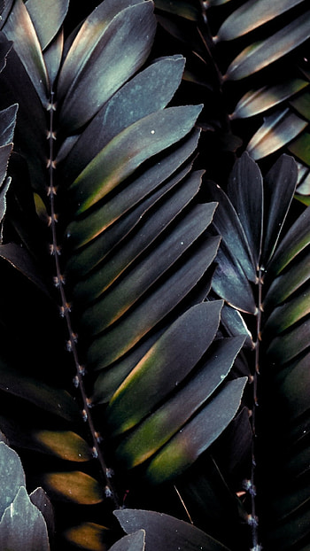 Palm tree leaves, Tropical vibes, Exotic beauty, Relaxing scenery HD phone wallpaper