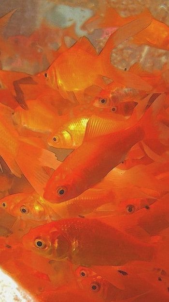 Orange Aesthetic, Fishes HD phone wallpaper