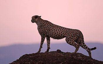 Animals, Sunset, Sky, Cheetah, Horizon, Predator HD wallpaper