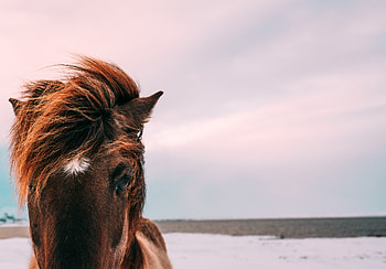 Animals, Muzzle, Eyes, Mane, Horse HD wallpaper