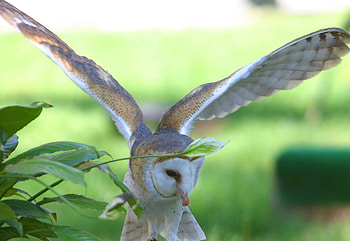Barn Owl In Flight, flight, bird, raptor, owl HD wallpaper
