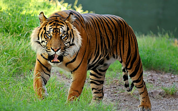 Animals, Tigers HD wallpaper