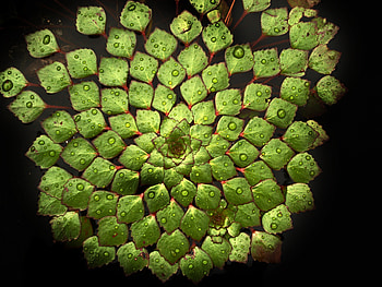 Nature, Water, Leaves, Water Lily HD wallpaper