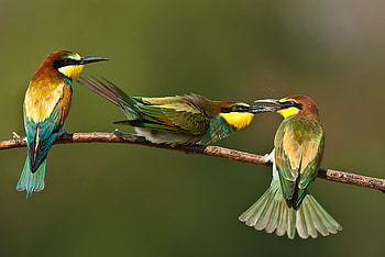 Aggression, colors, birds, bird, animals HD wallpaper