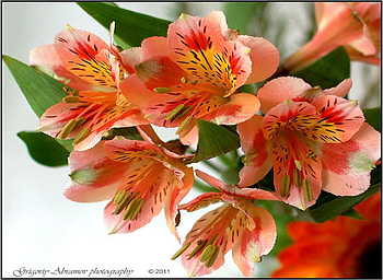 Amazing beauty of flowers, graphy, beautiful, orange, beauty, delicate, nature, flowers, amazing, lilies HD wallpaper