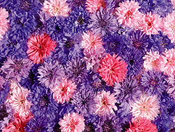 Flowers, Bright, Buds, Composition, Colorfully, Graphically HD wallpaper