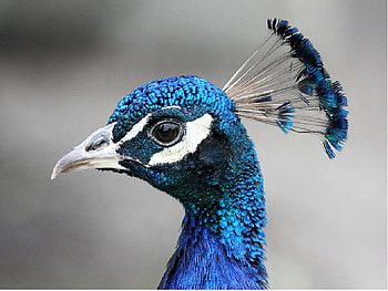 Peacock HD wallpaper