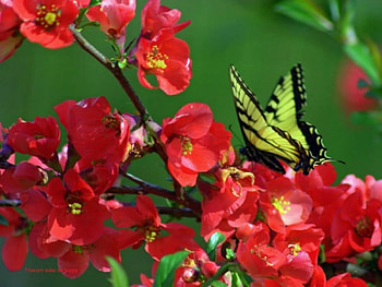 Butterfly on Flowers, animal, insects, flowers, butterfly HD wallpaper