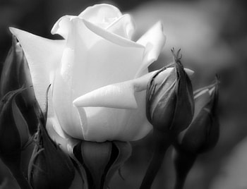 Pure Heart , Pure, White, Bw, Heart, Flower, Rose HD wallpaper