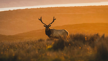 Reindeer, reindeer, animals HD wallpaper