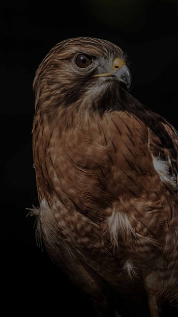 Buzzard (Animal), Dark , Striking backgrounds HD phone wallpaper