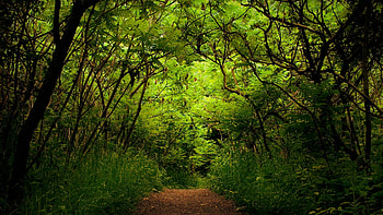Landscape, Trees HD wallpaper