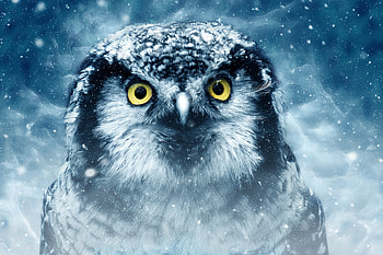 Snowy Owl Eyes Closeup , owl, birds, closeup HD wallpaper