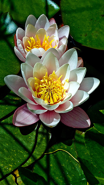 Water Lily, Beautiful Flower HD phone wallpaper