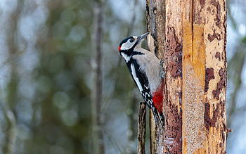 Great Spotted Woodpecker, wooden, woodpecker, bird, log HD wallpaper