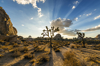 Joshua Tree National Park, Stunning Earth views, , Awe-inspiring HD wallpaper