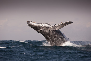 Humpback Whale, animal, whale, humpback, ocean HD wallpaper