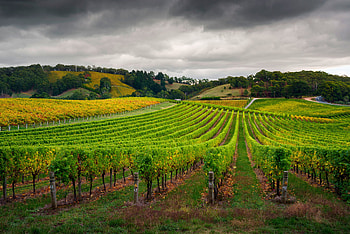 Trail and Scout, Outdoor adventure, Napa Valley exploration, Hiking trails HD wallpaper