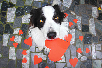 I love you!, dog, sweet, white, black, cute, valentine, puppy, border collie, red, funny, ingrid pokorn, heart, caine HD wallpaper