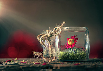 Still life, Still, Flower, Glass, Blur, Graphy HD wallpaper