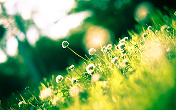 Plants, Landscape HD wallpaper
