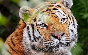 Animals, Muzzle, Predator, Sight, Opinion, Tiger, Kind HD wallpaper