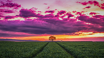 Sunset Over the Green Field, field, clouds, sky, nature, grass, sunset HD wallpaper