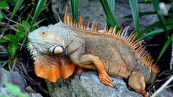 Iguana, , Detailed texture, Reptile graphy HD wallpaper