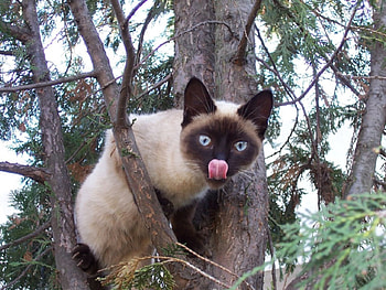 A siamese cat in a tree, siamese, cute, cat, paws, tree HD wallpaper