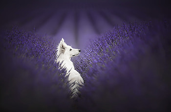 :), purple, dog, summer, white, lavender, field, flower, caine HD wallpaper