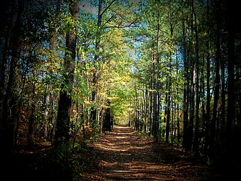 Memory Lane, trees, nature, forest, tree HD wallpaper