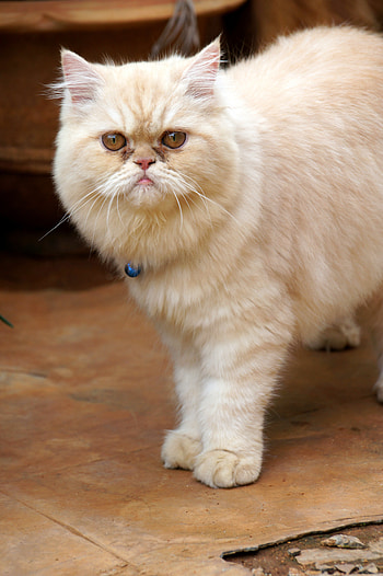 Cute persian cats ...., whiskers, flooring HD phone wallpaper