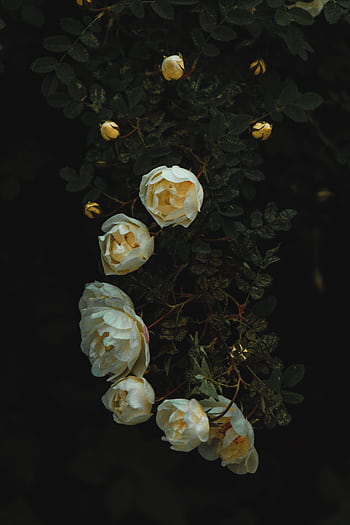 Beautiful white roses blooming against a dark, moody background, capturing nature's elegance. HD phone wallpaper
