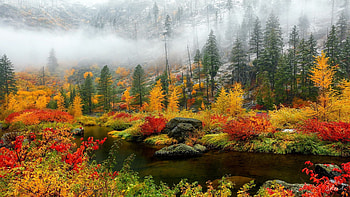Colors of Fall, reflections, mist, river, leaves, autumn, trees, water HD wallpaper