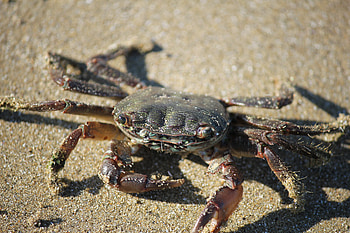 Animals, Sand, Crab, Claws HD wallpaper