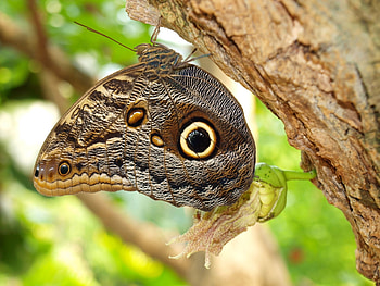 Patterns, Macro, Wood, Tree, Insect, Butterfly, Wings, Bark HD wallpaper