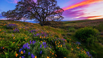 Columbia Hills State Park, Washington state, blossoms, clouds, colors, trees, flowers, spring, sunset, treessky, usa HD wallpaper